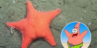 estrella de mar