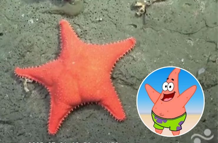 estrella de mar
