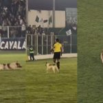 Perro Antigua GFC