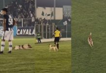 Perro Antigua GFC