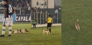 Perro Antigua GFC