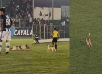 Perro Antigua GFC