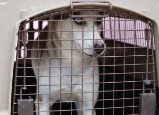 Maga salvaguarda a perro que vivía en condiciones de maltrato en colonia Alameda Norte