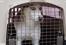 Bienestar Animal rescata perro que vivía en condiciones de maltrato en colonia Alameda Norte Maga salvaguarda a perro que vivía en condiciones de maltrato en colonia Alameda Norte