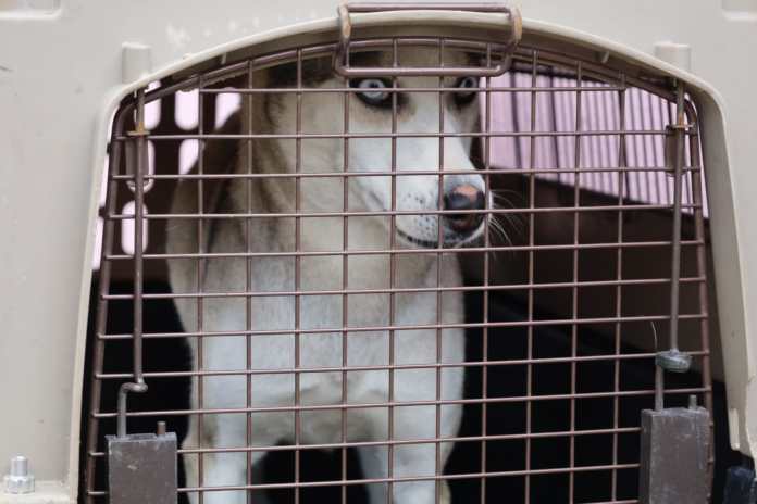 Perro zona 18 Maga salvaguarda a perro que vivía en condiciones de maltrato en colonia Alameda Norte