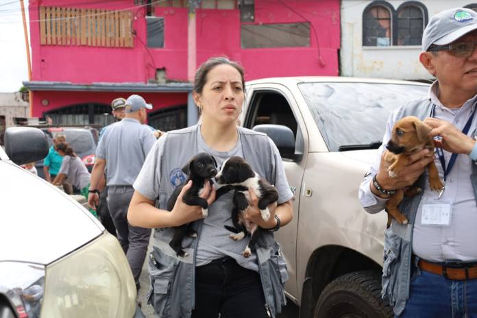 Por diferentes casos, fueron decomisados 25 perros y gatos en zonas 5, 7 y Santa Catarina Pinula. Foto La Hora: MAGA.