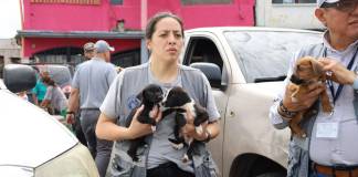 Por diferentes casos, fueron decomisados 25 perros y gatos en zonas 5, 7 y Santa Catarina Pinula. Foto La Hora: MAGA.