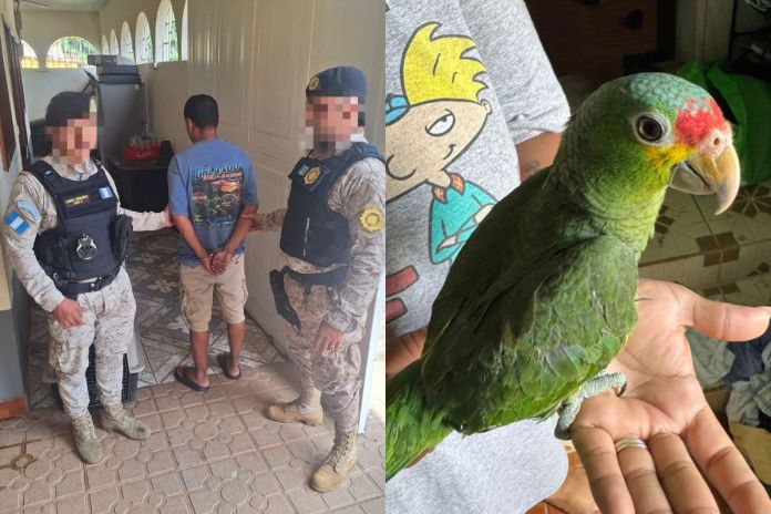 Presunto vendedor de aves en peligro de extinción capturado en Izabal. Foto La Hora: MP