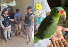 Presunto vendedor de aves en peligro de extinción capturado en Izabal. Foto La Hora: MP