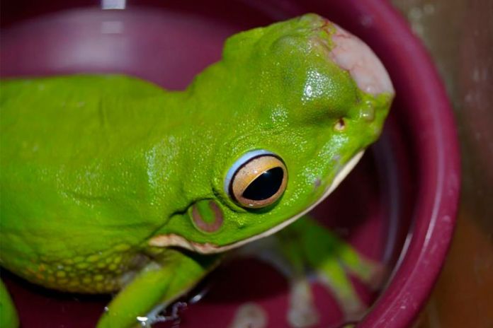 Rana afectada por tumores en Australia. Foto La Hora: Frog safe Inc.