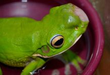 Rana afectada por tumores en Australia. Foto La Hora: Frog safe Inc.