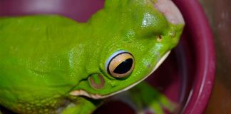 Rana afectada por tumores en Australia. Foto La Hora: Frog safe Inc.