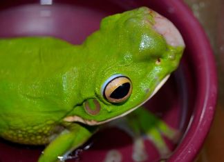 Rana afectada por tumores en Australia. Foto La Hora: Frog safe Inc.