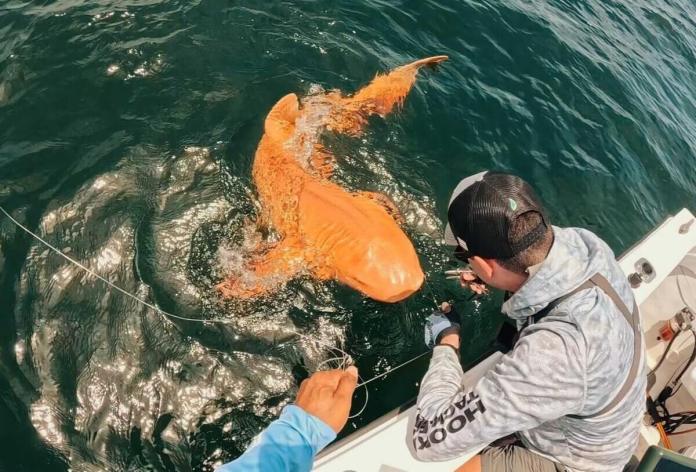 Tiburón anaranjado