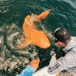 Tiburón anaranjado
