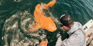 Tiburón anaranjado