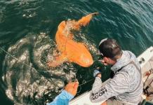 Avistan un extraño tiburón anaranjado en aguas centroamericanas Tiburón anaranjado