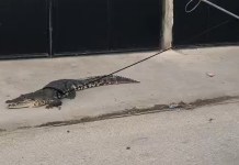 En el barrio La Ermita, en San Benito, Petén, vecinos se sorprendieron al ver a un cocodrilo desplazándose por la vía pública.