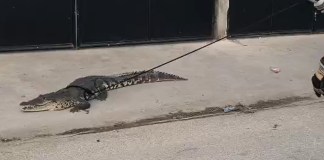 En el barrio La Ermita, en San Benito, Petén, vecinos se sorprendieron al ver a un cocodrilo desplazándose por la vía pública.