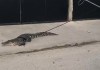 En el barrio La Ermita, en San Benito, Petén, vecinos se sorprendieron al ver a un cocodrilo desplazándose por la vía pública.