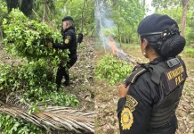 PNC localiza e incinera 14 mil arbustos de hoja de coca en El Chal, Petén pnc-hoja-de-coca-El-Chal