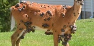 Alerta en EE. UU. por ciervos, conejos y ardillas con tumores en el cuerpo: esto es lo que se sabe. Foto La Hora