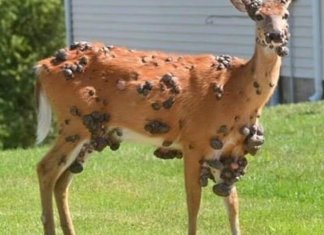 Alerta en EE. UU. por ciervos, conejos y ardillas con tumores en el cuerpo: esto es lo que se sabe. Foto La Hora