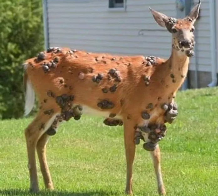 venado Alerta en EE. UU. por ciervos, conejos y ardillas con tumores en el cuerpo: esto es lo que se sabe. Foto La Hora