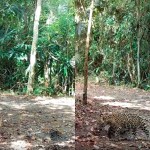 Una familia de jaguares fue captada merodeando sobre el Parque Nacional Laguna del Tigre, según un vídeo de WCS Guatemala. Foto La Hora: Rony García-Anleu