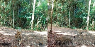 Una familia de jaguares fue captada merodeando sobre el Parque Nacional Laguna del Tigre, según un vídeo de WCS Guatemala. Foto La Hora: Rony García-Anleu