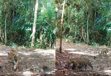 Video: Mamá jaguar pasea con sus dos crías en Laguna del Tigre Una familia de jaguares fue captada merodeando sobre el Parque Nacional Laguna del Tigre, según un vídeo de WCS Guatemala. Foto La Hora: Rony García-Anleu