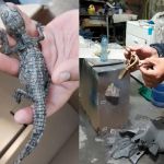 Serpiente y cocodrilo localizados en Mixco. Foto La Hora: MuniMixco.