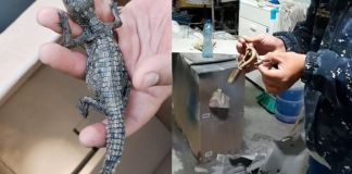 Serpiente y cocodrilo localizados en Mixco. Foto La Hora: MuniMixco.
