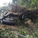 Caida de arbol en la ruta a Boca del Monte
