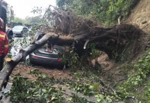 Caida de arbol en la ruta a Boca del Monte