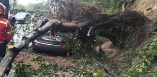 Caida de arbol en la ruta a Boca del Monte