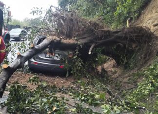 Caida de arbol en la ruta a Boca del Monte