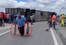 Video: Tráiler con cerditos vuelca en San Luis Potosí y pobladores lo saquean