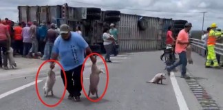 Video: Tráiler con cerditos vuelca en San Luis Potosí y pobladores lo saquean