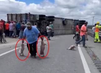 Video: Tráiler con cerditos vuelca en San Luis Potosí y pobladores lo saquean