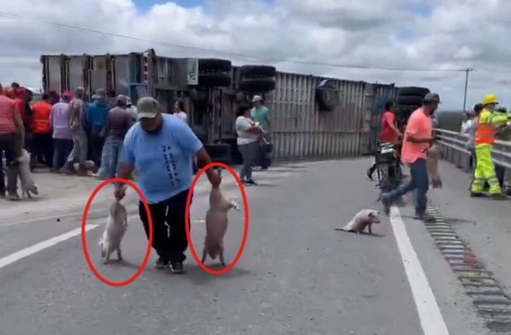 Video: Tráiler con cerditos vuelca en San Luis Potosí y pobladores lo saquean