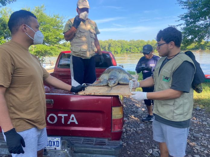 Tortuga marina es rescatada en Jutiapa tras sufrir fractura en el cráneo
