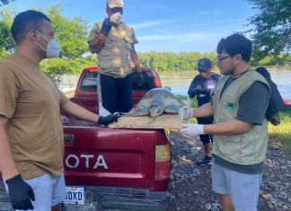 Tortuga marina es rescatada en Jutiapa tras sufrir fractura en el cráneo Tortuga marina es rescatada en Jutiapa tras sufrir fractura en el cráneo