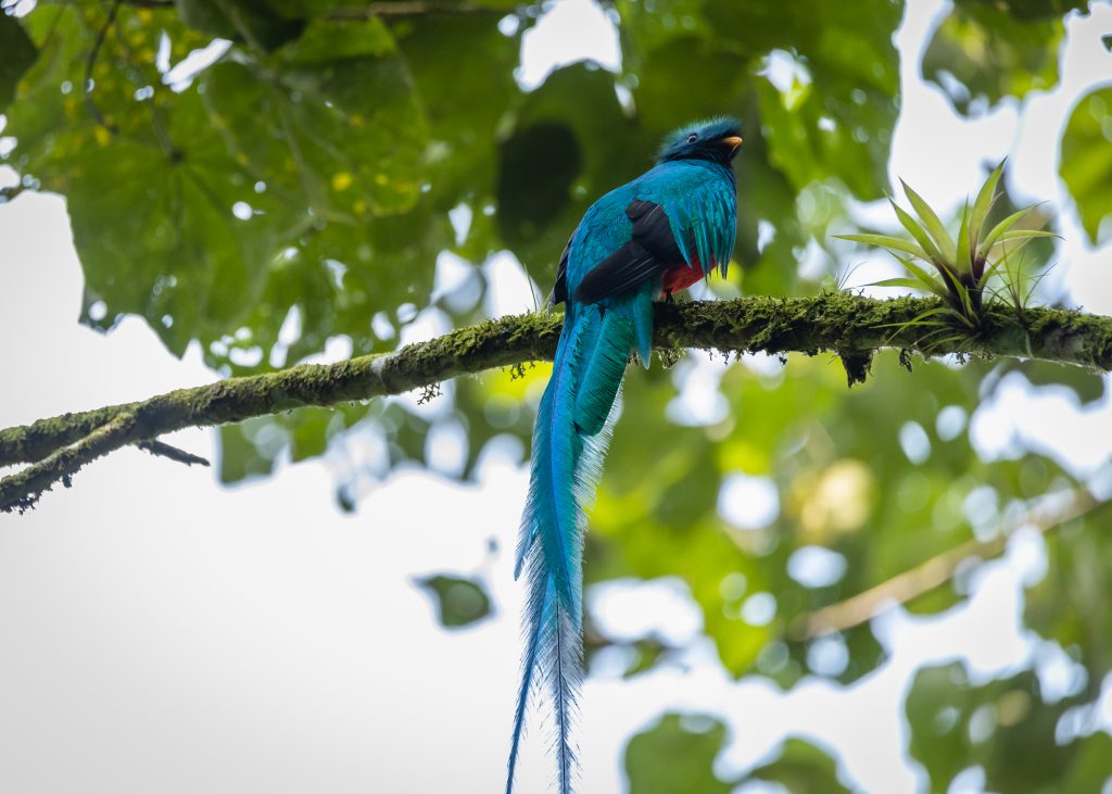 5 de septiembre, Día del Quetzal desde 1871. Foto: CONAP.