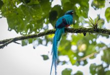 5 de septiembre, Día del Quetzal desde 1871. Foto: CONAP.