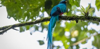 5 de septiembre, Día del Quetzal desde 1871. Foto: CONAP.
