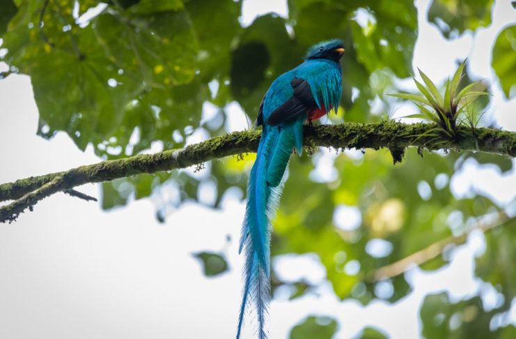 5 de septiembre, Día del Quetzal desde 1871. Foto: CONAP.