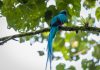 5 de septiembre, Día del Quetzal desde 1871. Foto: CONAP.