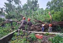 Conred alerta que el territorio nacional se encuentra vulnerable tras lluvias de las últimas 24 horas Caída de árbol registrada en barrio El Porvenir, zona 3 de Mazatenango, Suchitepéquez. Foto La Hora: Conred.
