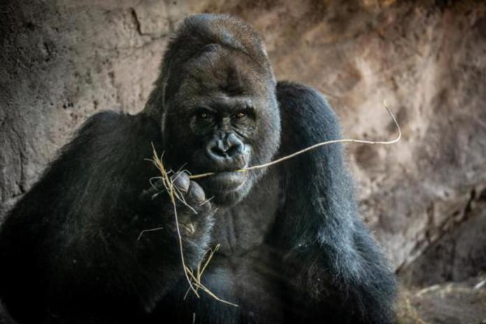 Muere a los 44 años Gino, el gorila más viejo del parque Animal Kingdom de Disney. Foto: La Hora: EFE